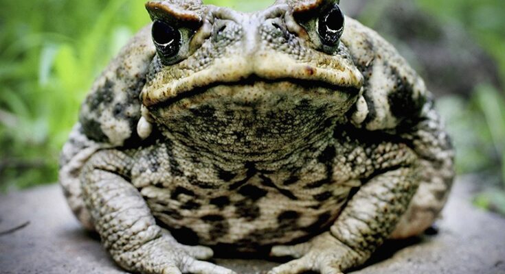 Invasive cane toads too deadly even for Australia turn to cannibalism